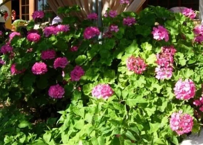 Galaxy Αργοστόλι